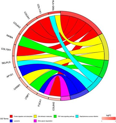 Identification of the circRNA–miRNA–mRNA regulatory network in osteoarthritis using bioinformatics analysis